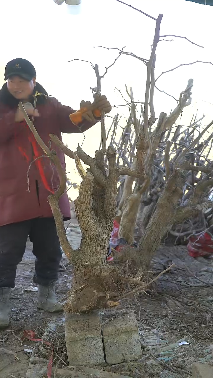 完全开放枣树1201