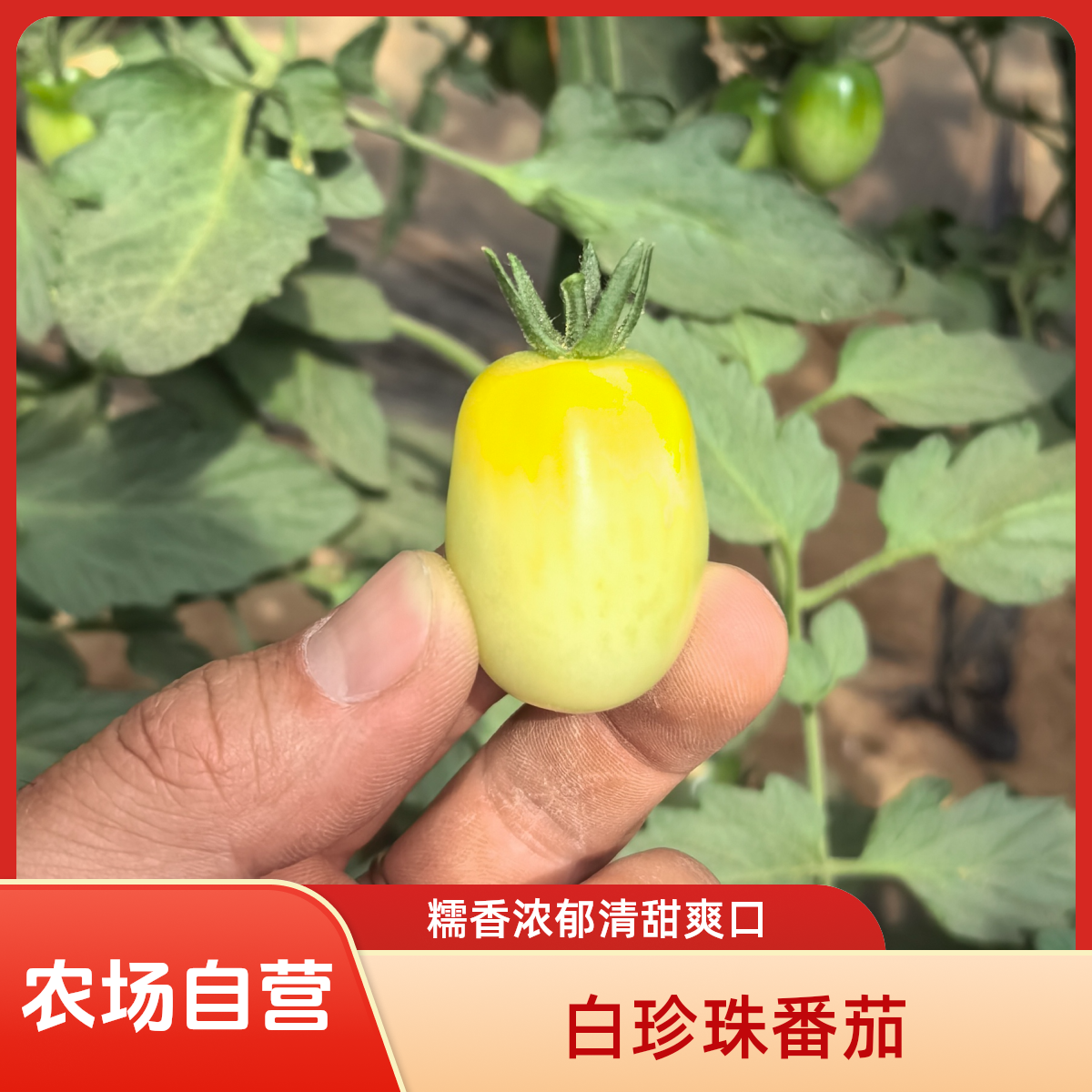 碌圃碌圃农场白珍珠番茄