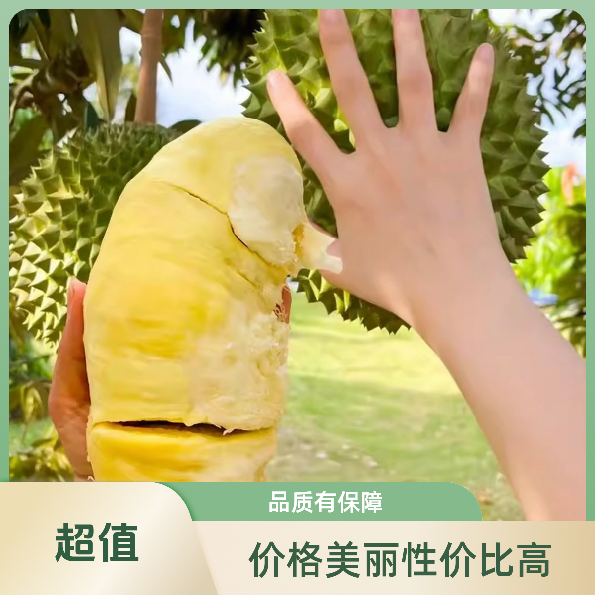 正宗南北方可地栽盆栽 榴 莲 树 苗家庭好养