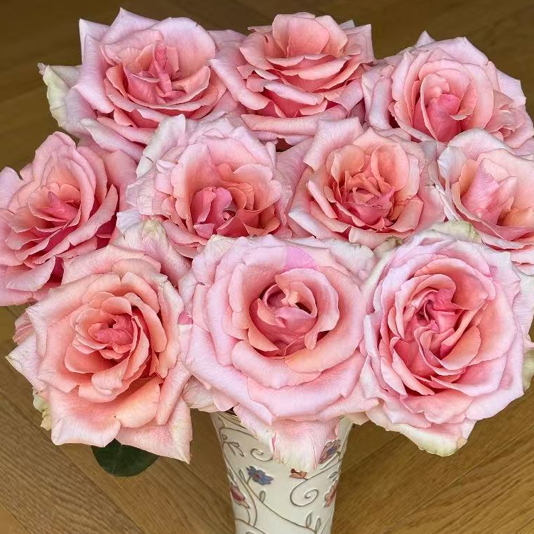 娜美 玫瑰-家养鲜花-云南基地直发-