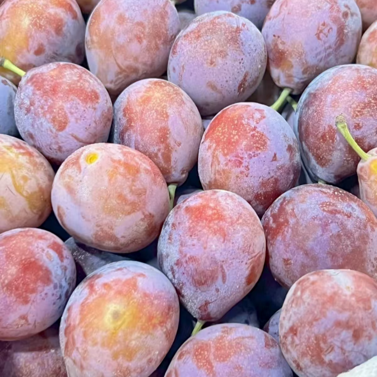 【顺丰冷链】新鲜应季正宗新疆法兰西西梅香甜可口产地直发时令水果