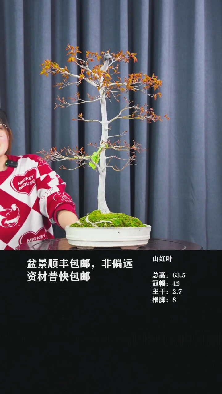 【闪购商品】山红叶-AA20