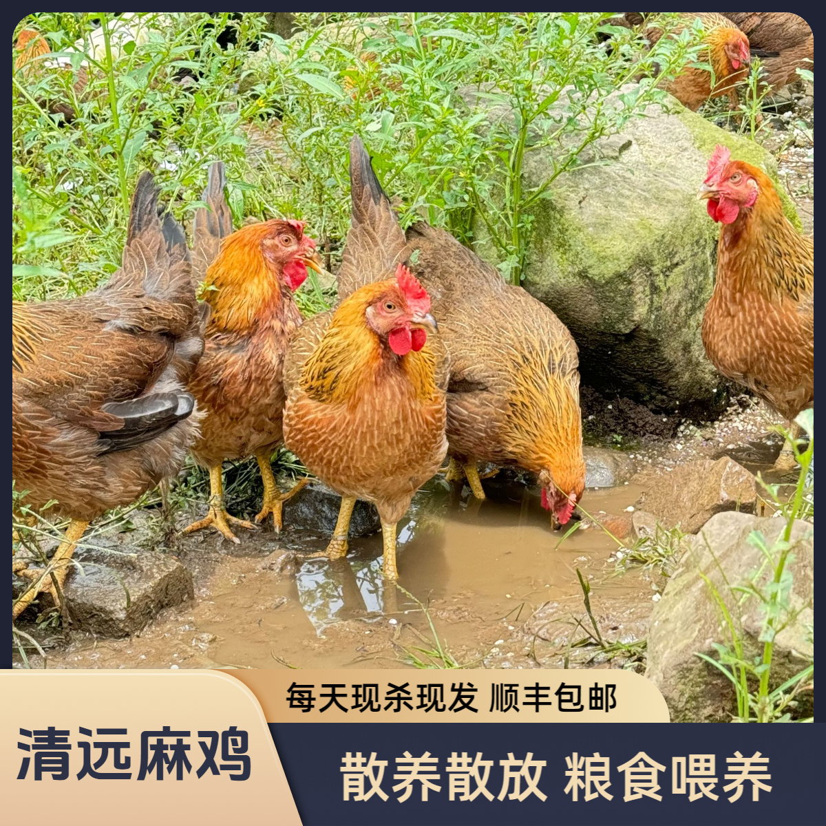 【2只装】200天 清远散养走地鸡项  农家鸡 现宰现发  包邮母鸡