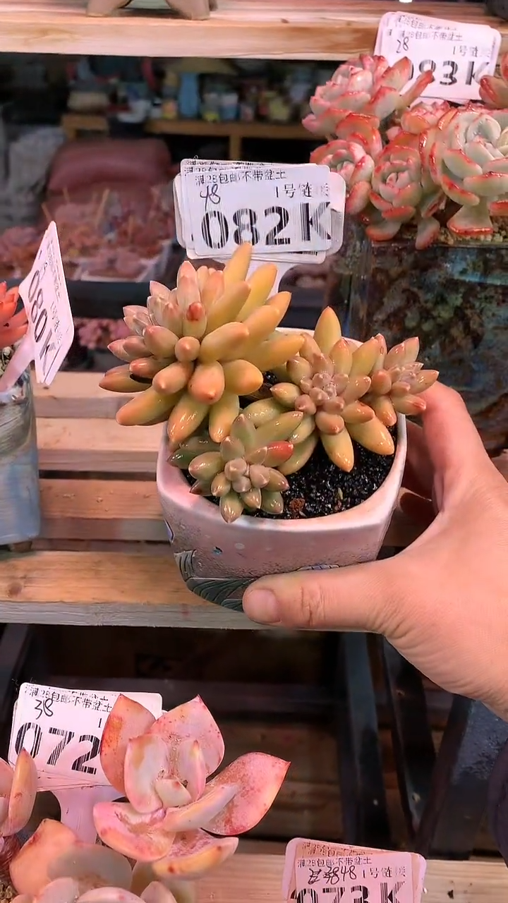 【闪购商品】082KKKK