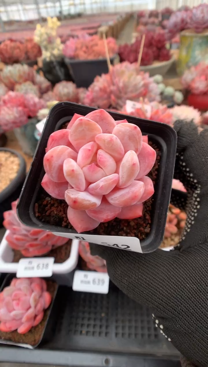 642雪天使多肉植物一物一拍