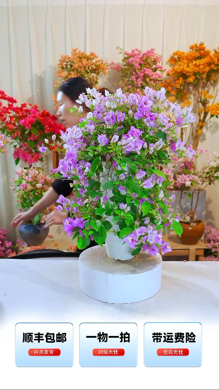 大部分开放少量花苞梦幻雪紫