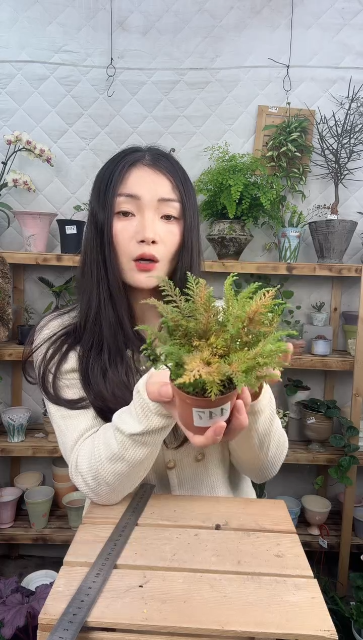 无花朵447黄金蕨 育苗盆