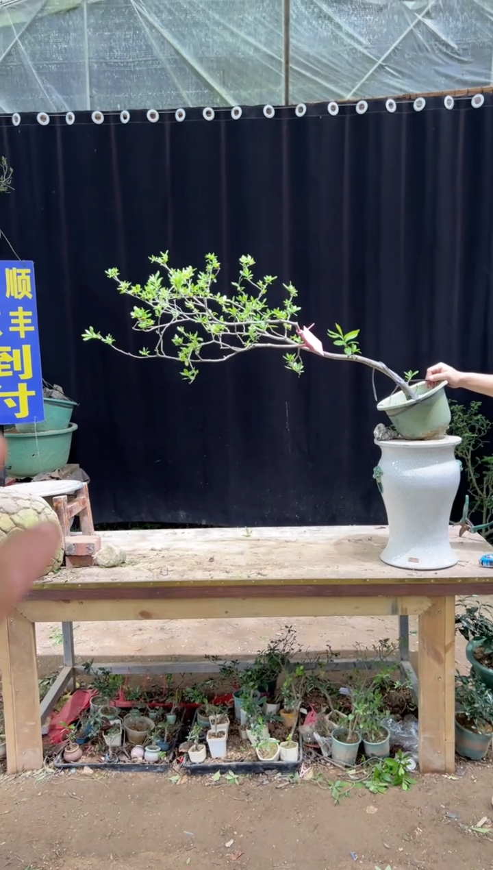 当前无花朵，栽培后可花朵张*哥海岛栀子花