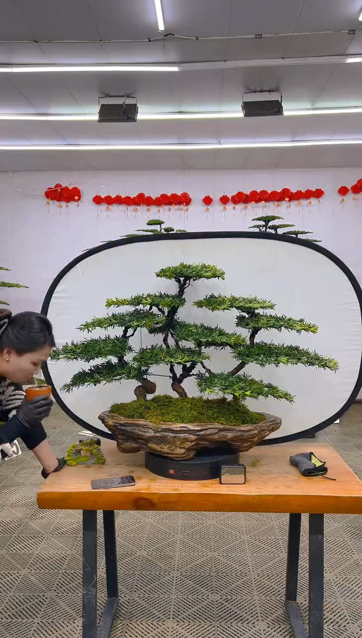 【闪购商品】盆景1