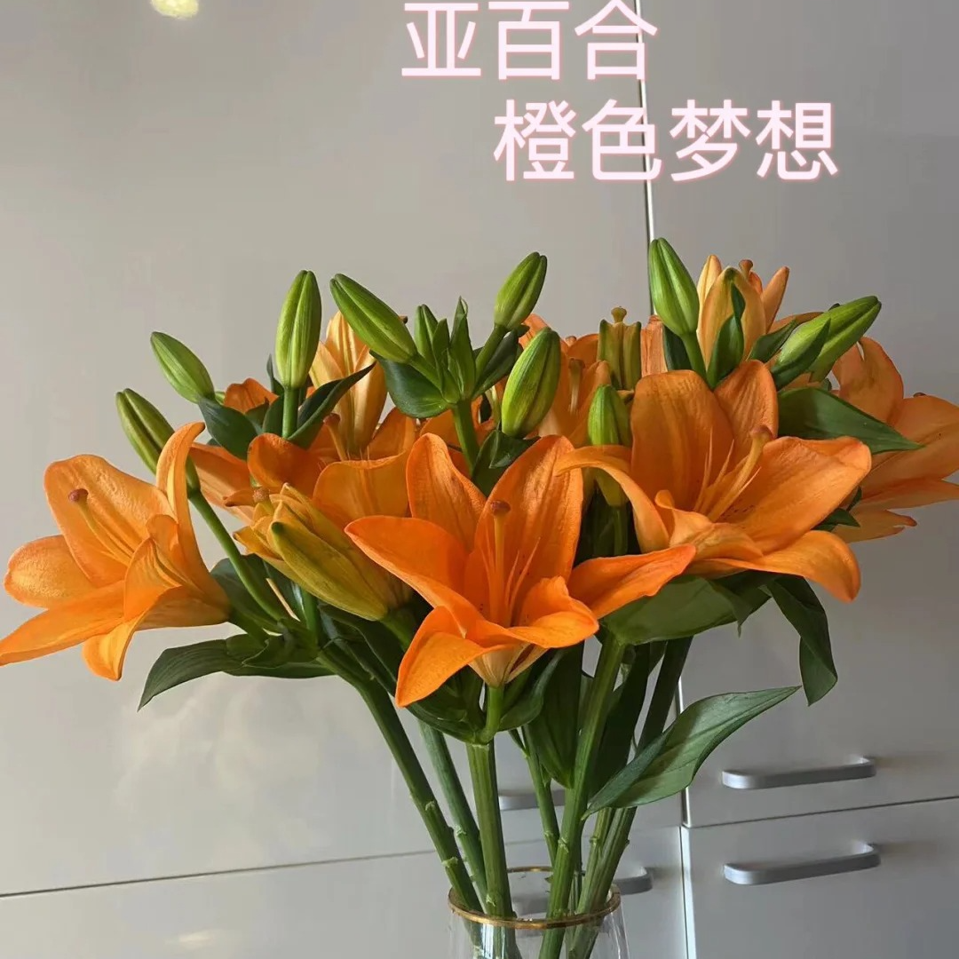 花福十花边新闻-亚洲百合橙色梦想