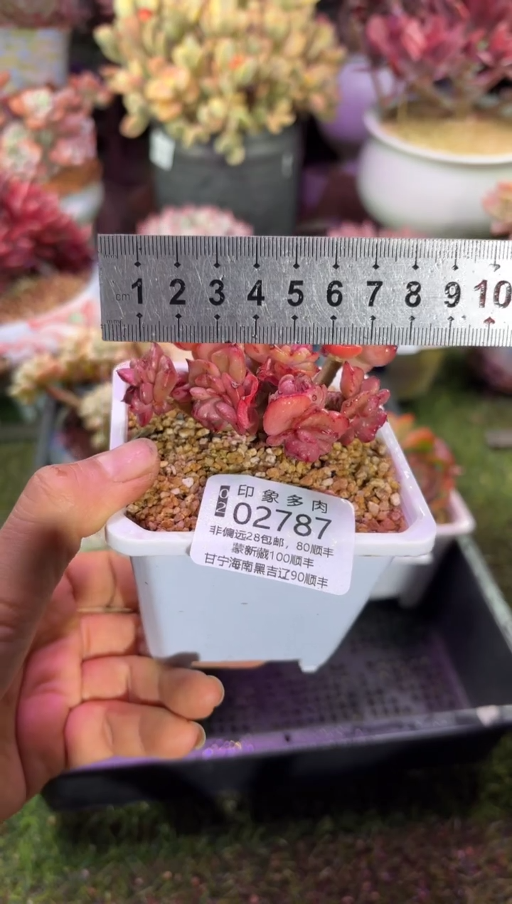 【闪购商品】02787