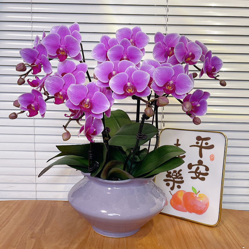 【红霞飞-蝴蝶兰】高端鲜花 定制款 易养花期长 送礼 家居摆件