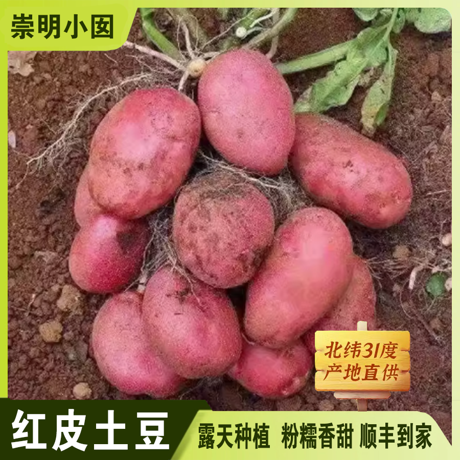 【现摘现发】崇明岛 时令红皮土豆2-5斤 粉糯香甜 营养健康 顺丰到家新鲜