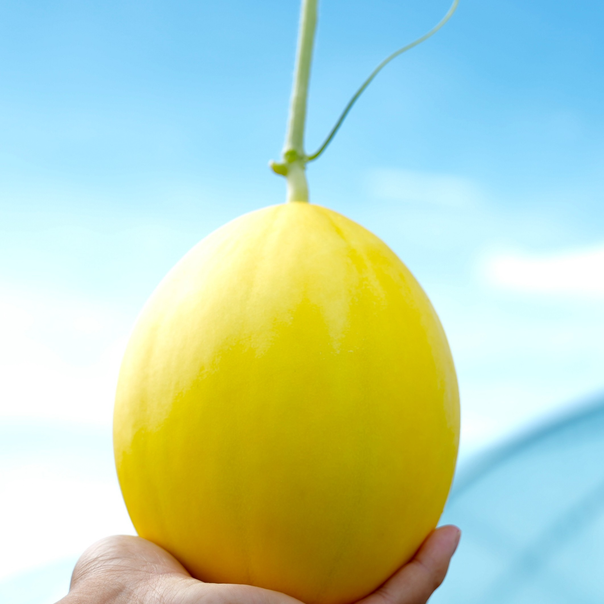 Z【白金皇后】正宗海南金香玉金美人甜瓜新鲜当季水果香甜多汁3-5斤