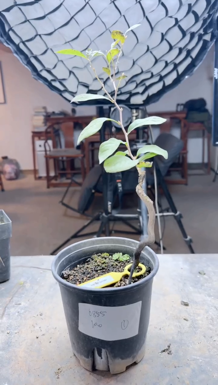 无花朵百**墩/100顺丰到付/251208/1/嫁接金玉满堂