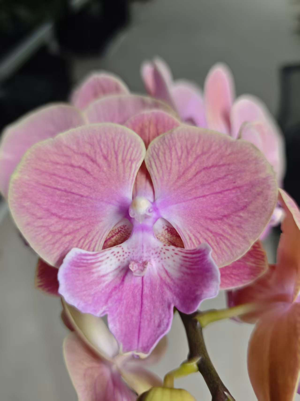 高品质粉色蝴蝶兰【唯美】带花剑带花苞四季开花室内好养盆栽