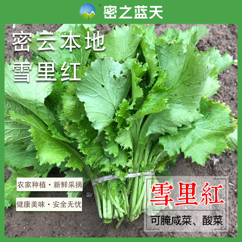 【雪里红】密之蓝天密云本地农家自种雪里红5斤