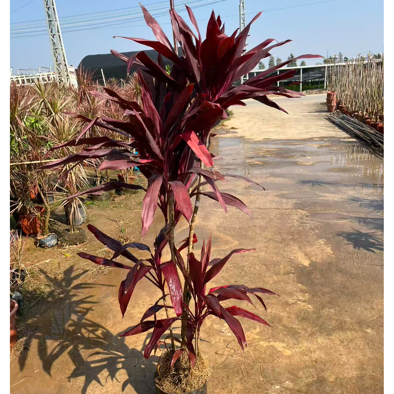 红铁。红叶朱蕉大型盆栽室内外好养可净化空气的造型老桩苗