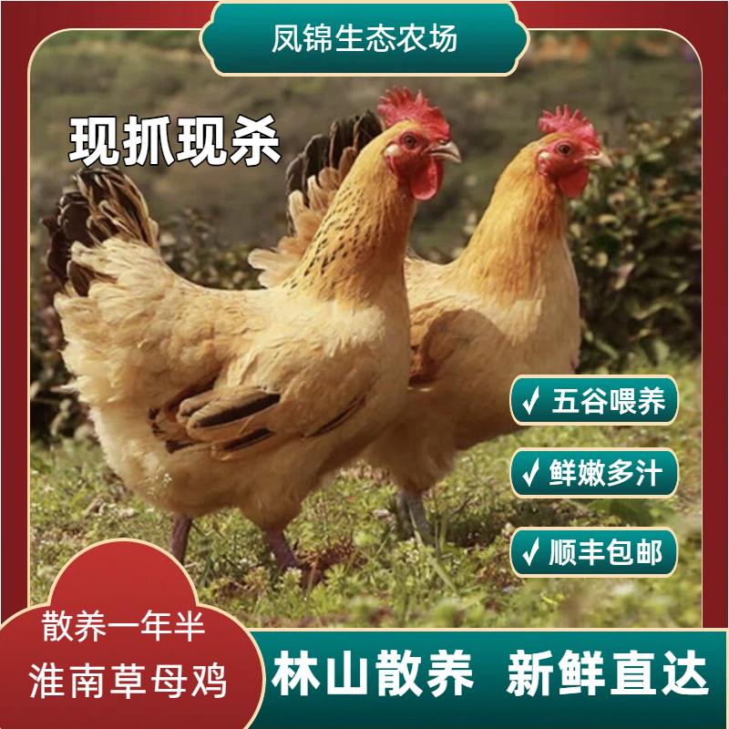 东方凤锦正宗散养溜达鸡一年半老母鸡（顺丰冷链包邮）