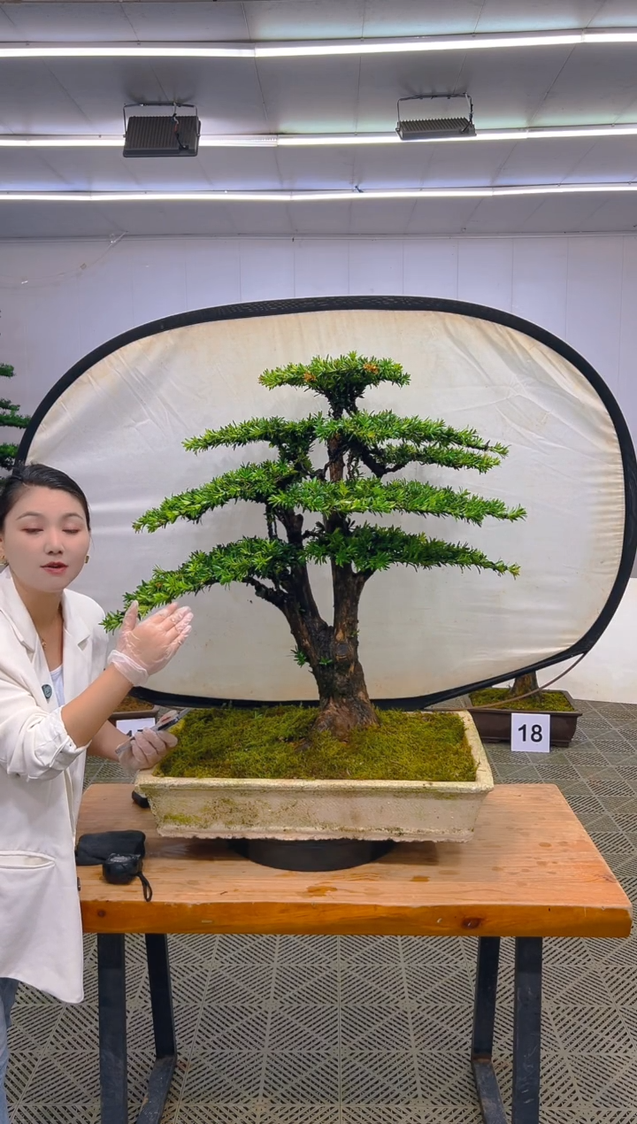 无花朵守****4一物一拍一物一拍