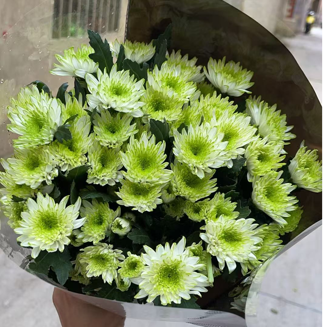 绿天赞 小雏菊 小雏菊全店任意4单一个运费