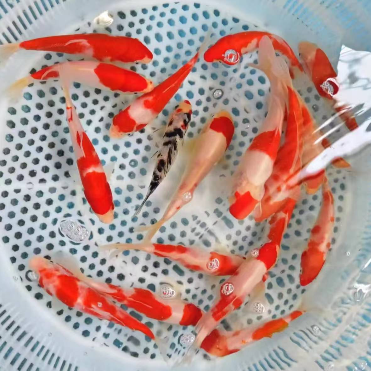 《活体》锦鲤 10-30cm品相随机1斤 冷水观赏鱼邮费到付