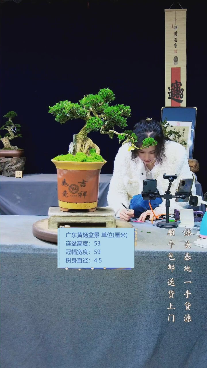 【闪购商品】黄杨盆景黄杨盆景