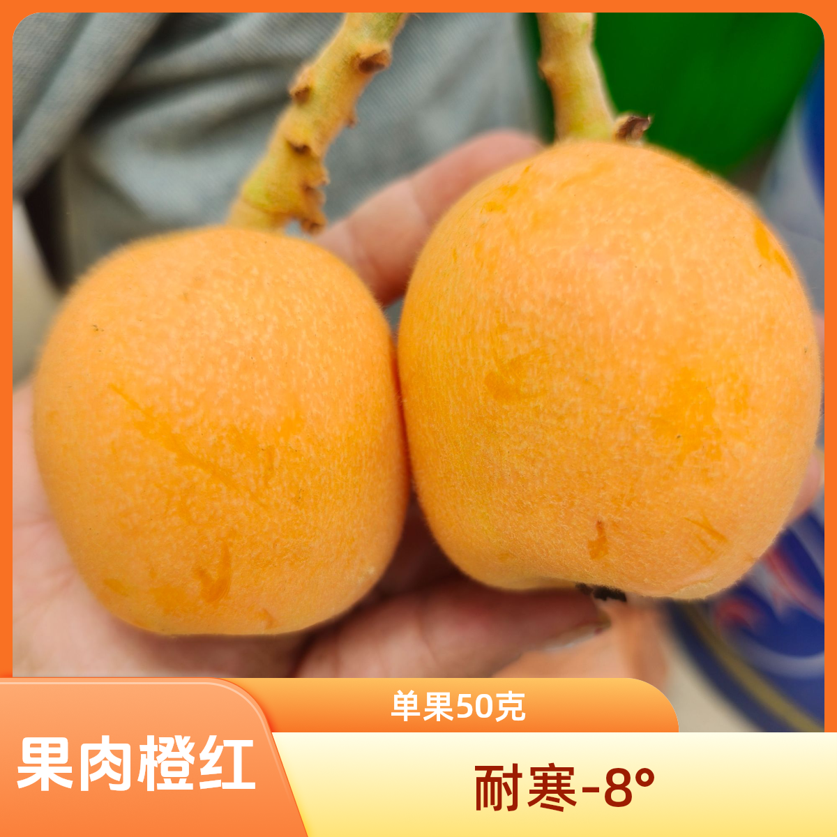 【果真好4号】柿子树金桔红肉枇杷地栽盆栽阳台小绿植盆栽