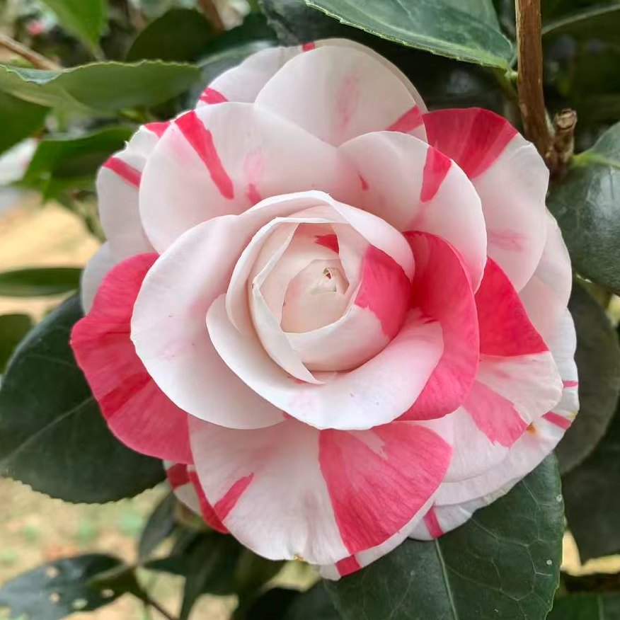 水晶皇后茶花品种茶花苗小苗庭院盆栽花卉茶花基地直发