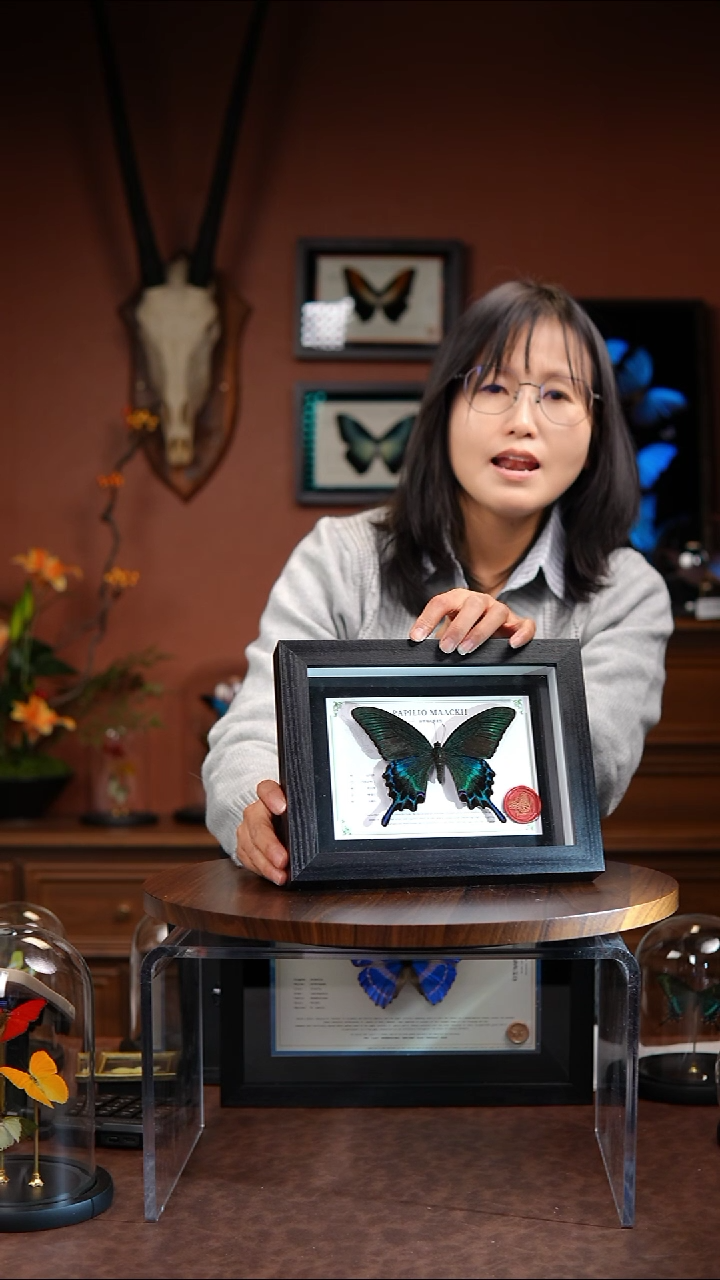 绿带翠凤蝶 夏  常规 