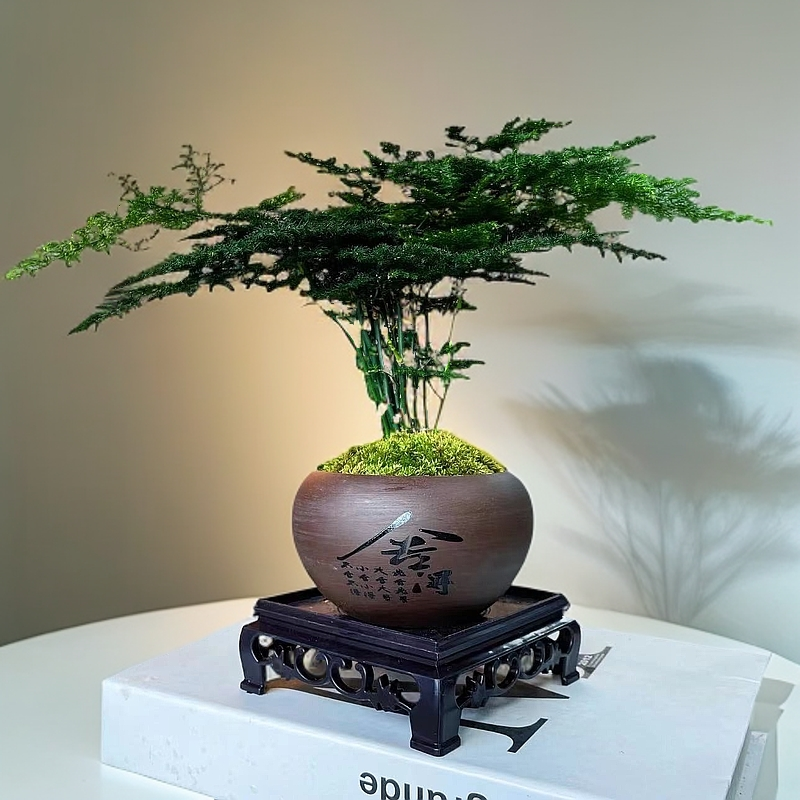 【舍得文竹盆栽】底座环境禅意绿植盆栽室内花卉美观盆景植物办公室