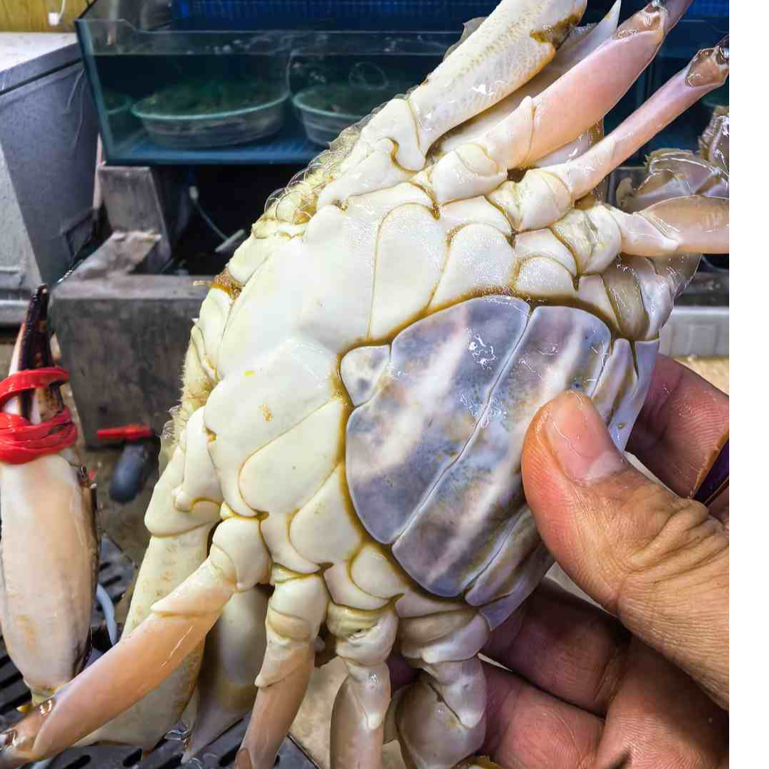 【保鲜不保活】大连皮口带黄母蟹2斤3斤单只3-5两介意断臂勿拍