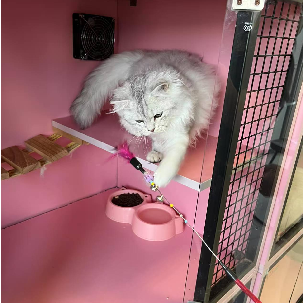 【私宠佳缘】长毛银渐层