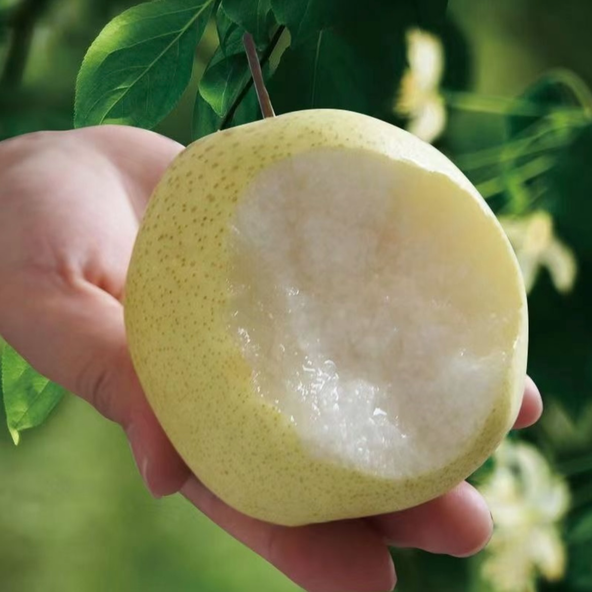 山西运城冰糖雪酥梨纯甜无酸皮薄肉厚汁水足整箱装9-10斤