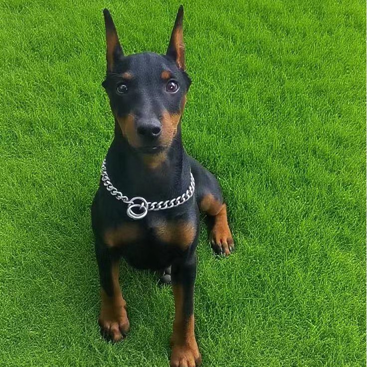 【清源迷你宾莎犬】宾莎犬(一物一拍)家庭宠物狗狗可爱幼犬