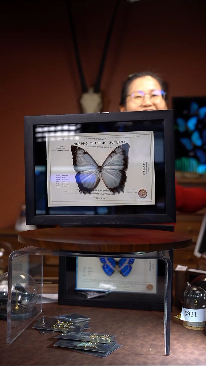 鹿**火N859花冠闪蝶竞拍