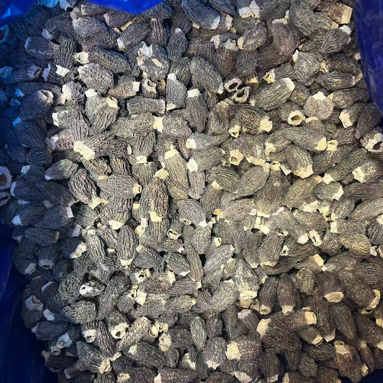 小号半嘢羊肚菌 云南产