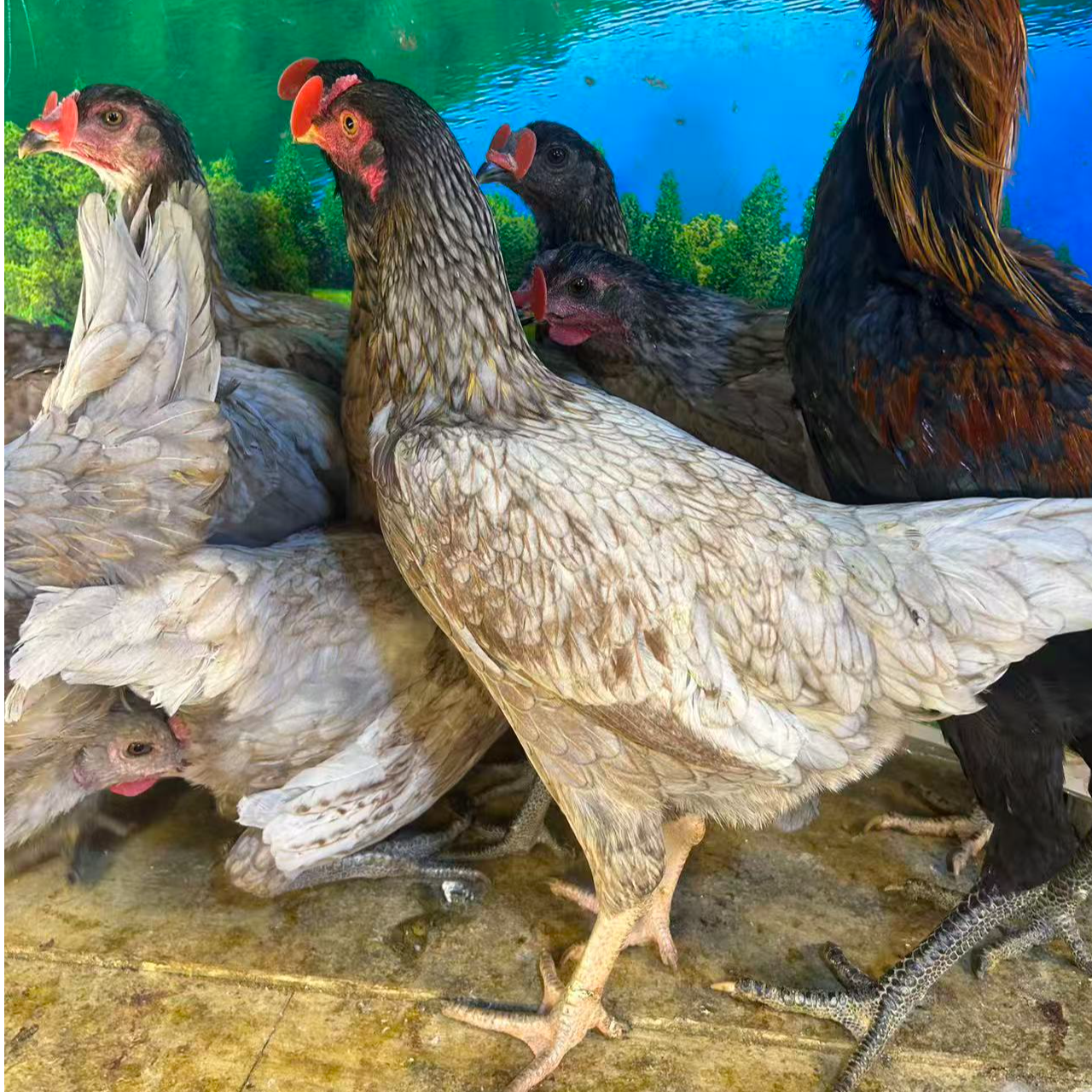 宠物鸡    斗鸡   观赏鸡