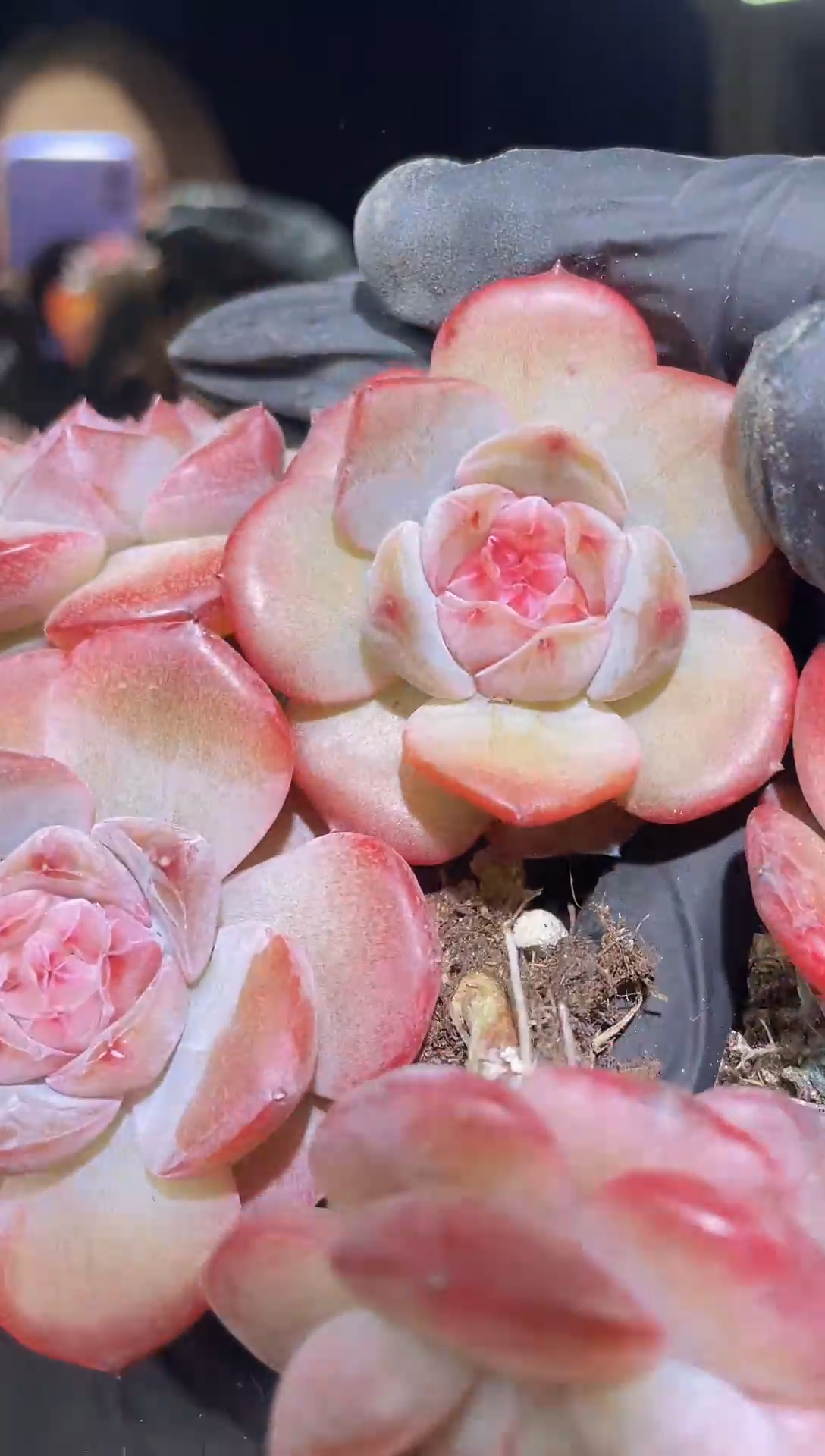 1433   蜜桃果冻珍妮  4.0-5.0厘米左右     量拍随机发