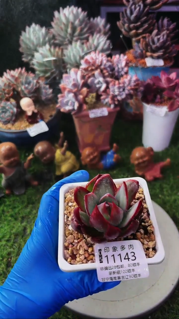 昆明印象多肉11143
