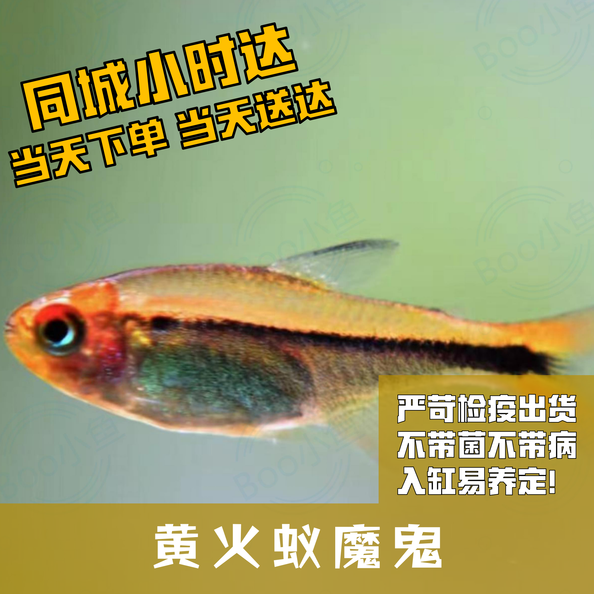 Boo小鱼黄火蚁小型灯科鱼