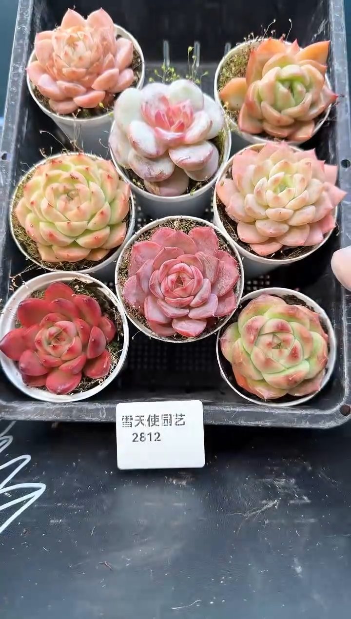 2 812  多肉 8  颗