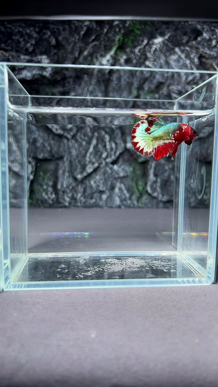 斗鱼竞拍链接A005