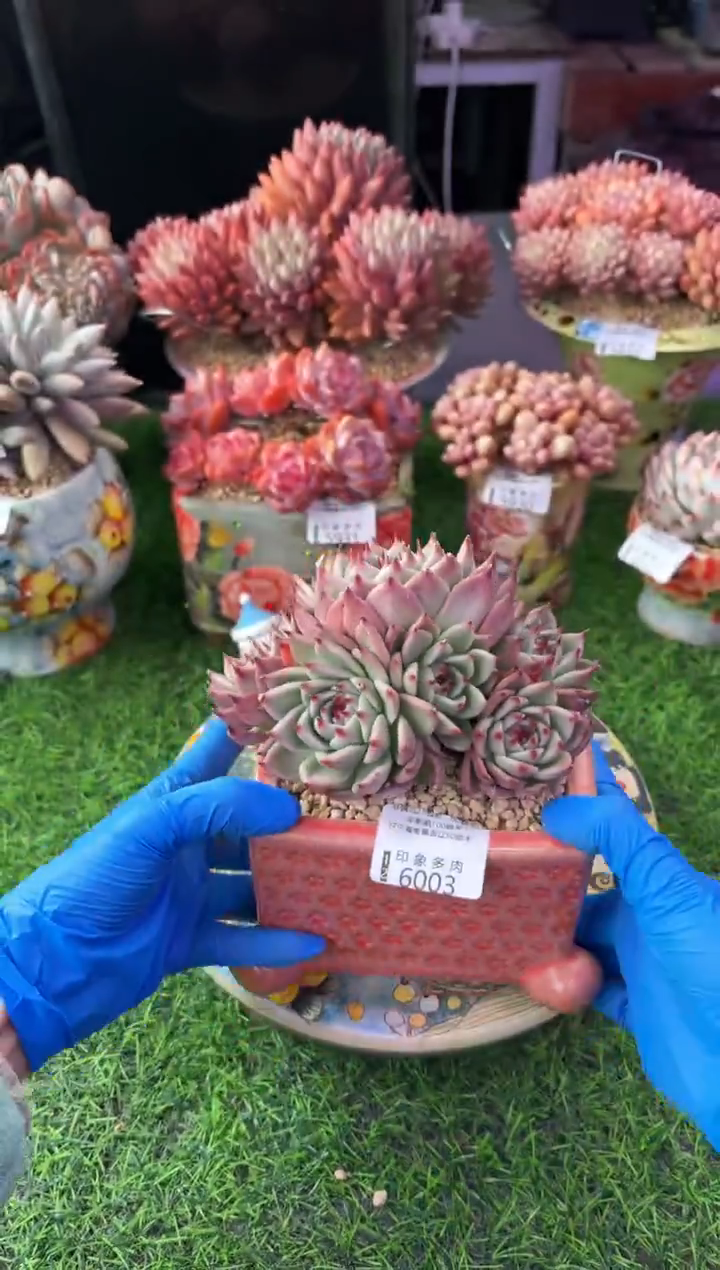 昆明印象多肉6003