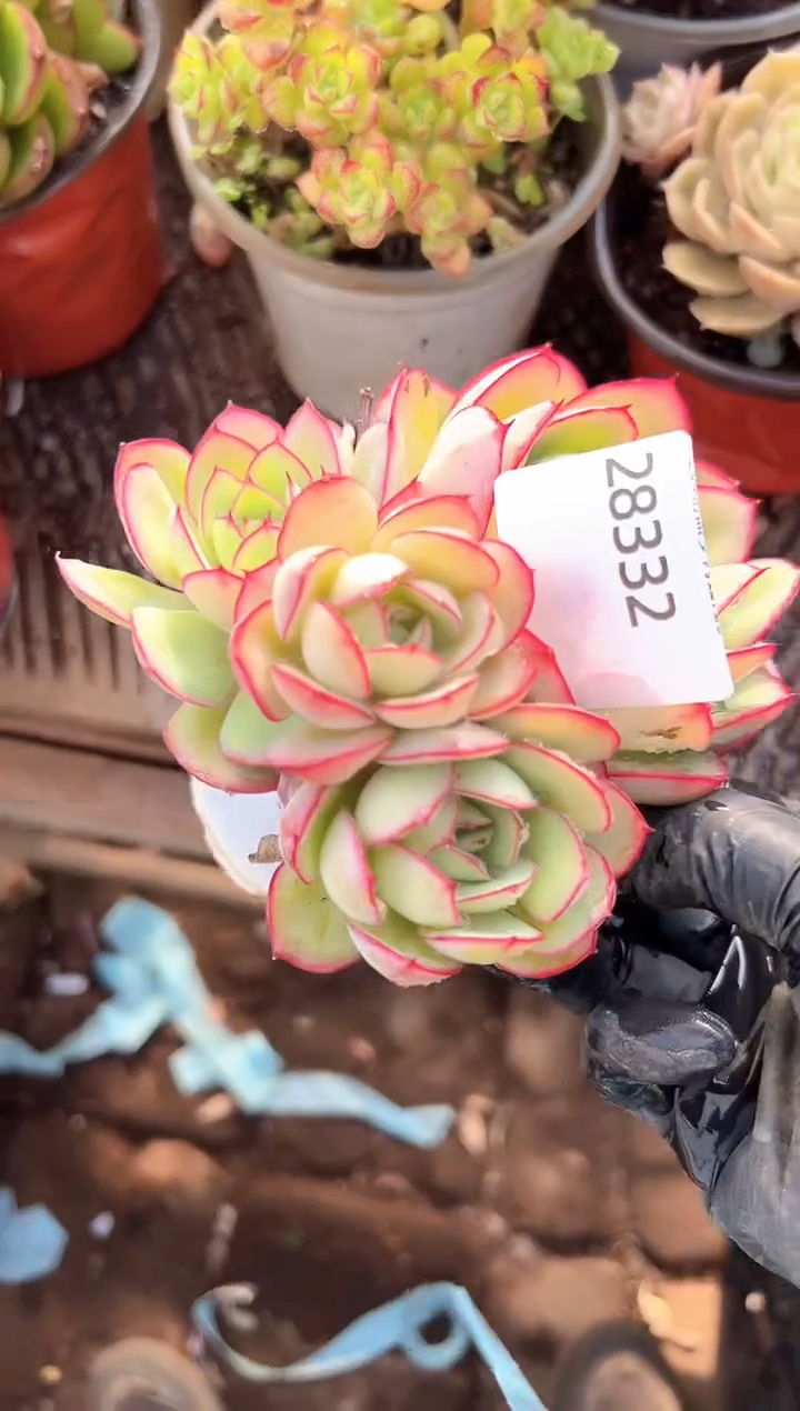 小*福多肉植物一物一拍28332