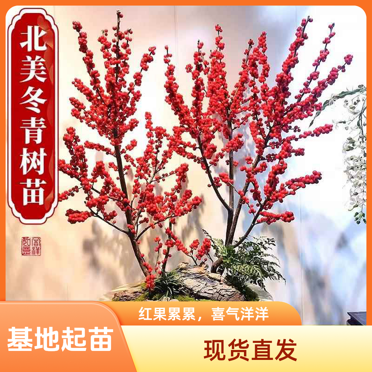 北美冬青盆栽带红果发货一物一拍
