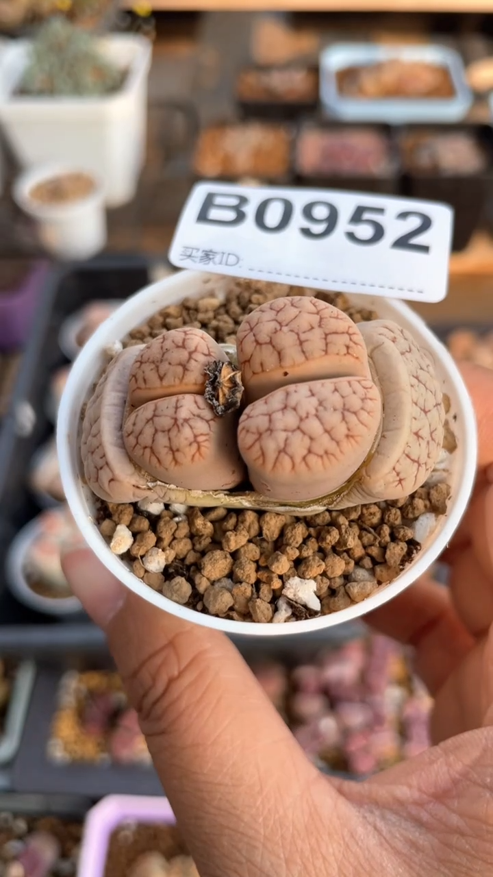 【闪购商品】 0952直播一物一拍