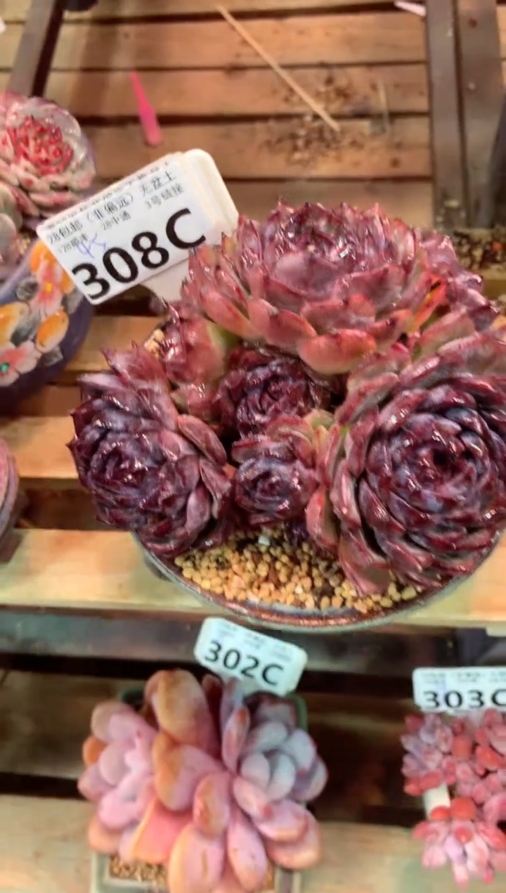 308C（一物一拍，精品多肉，w所见即所得 ）