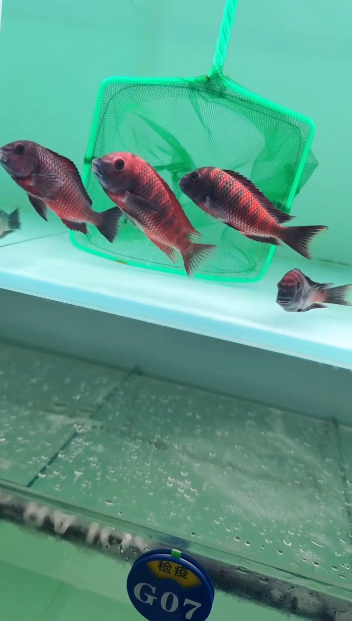 慈鲷鱼秦巴红火狐狸8-11cm一条