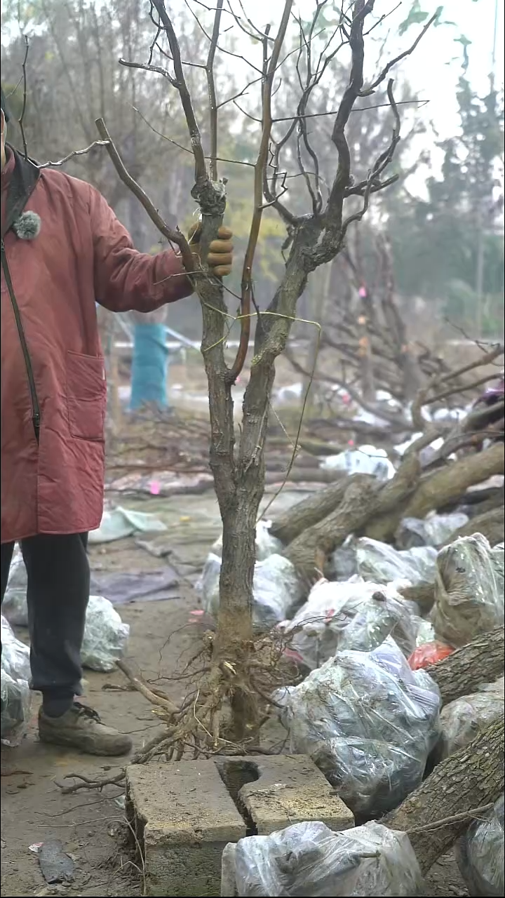 完全开放枣树357